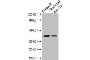 Western Blot Positive WB detected in: Mouse stomach tissue, Mouse skeletal muscle tissue All lanes: AGTR1 antibody at 3 μg/mL Secondary Goat polyclonal to rabbit IgG at 1/50000 dilution Predicted band size: 42 kDa Observed band size: 42 kDa (Angiotensin II Type-1 Receptor 抗体  (AA 306-356))