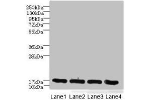 Western blot All lanes: PLGRKT antibody at 6 μg/mL Lane 1: A431 whole cell lysate Lane 2: Mouse lung tissue Lane 3: NIH/3T3 whole cell lysate Lane 4: U251 whole cell lysate Secondary Goat polyclonal to rabbit IgG at 1/10000 dilution Predicted band size: 18 kDa Observed band size: 18 kDa