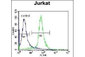 RBM14 Antibody (C-term) (ABIN655499 and ABIN2845015) flow cytometric analysis of Jurkat cells (right histogram) compared to a negative control cell (left histogram). (RBM14 抗体  (C-Term))
