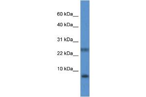 WB Suggested Anti-PRAC Antibody Titration: 1. (PRAC 抗体  (N-Term))