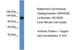 Western Blotting (WB) image for anti-Low Density Lipoprotein Receptor-Related Protein 8, Apolipoprotein E Receptor (LRP8) (Middle Region) antibody (ABIN2781811)