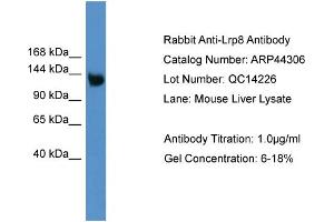 WB Suggested Anti-Lrp8 Antibody Titration: 0. (LRP8 抗体  (Middle Region))