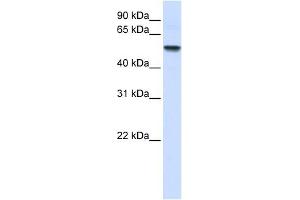 ENTPD8 antibody used at 1 ug/ml to detect target protein. (ENTPD8 抗体  (N-Term))