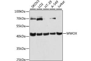 Western blot analysis of extracts of various cell lines, using WWOX antibody (ABIN6293666) at 1:3000 dilution. (WWOX 抗体)