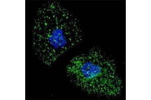 Fluorescent image of U251 cells stained with LAMP3 antibody at 1:100. (LAMP3 抗体  (AA 8-38))