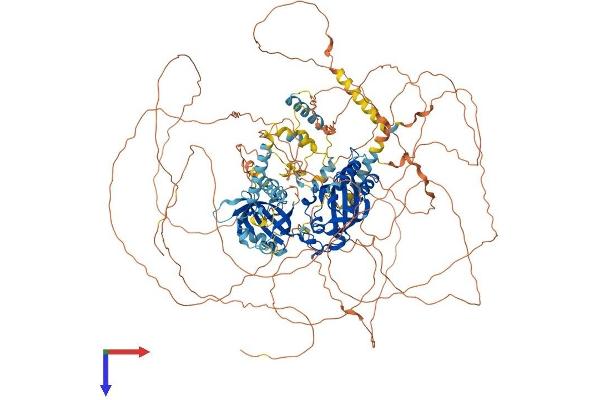 PER1 Protein (AA 1-1291) (His tag)
