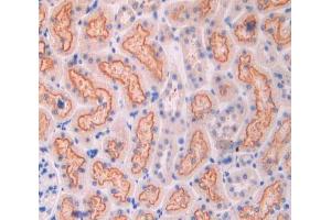 IHC-P analysis of kidney tissue, with DAB staining. (CUBN 抗体  (AA 98-207))