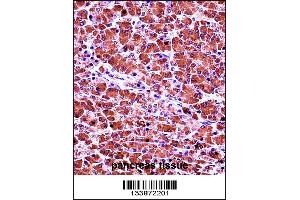 CELA3B Antibody immunohistochemistry analysis in formalin fixed and paraffin embedded human pancreas tissue followed by peroxidase conjugation of the secondary antibody and DAB staining. (Elastase 3B 抗体  (N-Term))