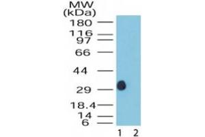 Image no. 1 for anti-Dual Specificity Phosphatase 13 (DUSP13) (AA 150-200) antibody (ABIN200033) (DUSP13 抗体  (AA 150-200))
