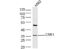 Human K562 cell lysates probed with Rabbit Anti-C5R1 Polyclonal Antibody, Unconjugated  at 1:500 for 90 min at 37˚C. (C5AR1 抗体  (AA 51-150))
