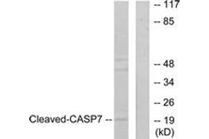Western blot analysis of extracts from 293 cells, treated with Etoposide 25uM 60', using Caspase 7 (Cleaved-Asp198) Antibody. (Caspase 7 抗体  (Cleaved-Asp198))