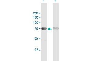 Western Blot analysis of ATAD3A expression in transfected 293T cell line by ATAD3A MaxPab polyclonal antibody. (ATAD3A 抗体  (AA 1-586))