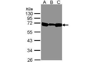 WB Image Sample(30 μg of whole cell lysate) A:293T B:A431, C:H1299 12% SDS PAGE antibody diluted at 1:500 (HSPA1B 抗体  (Center))