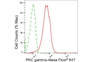 anti-Protein Kinase C, gamma (PRKCG) antibody