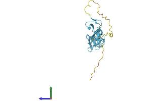 Protein Structure (PS) image for Cysteine and Glycine-Rich Protein 2 (CSRP2) (AA 1-193) protein (His tag) (ABIN7546861)