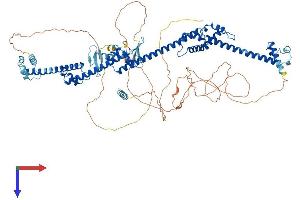 PRPF40B Protein (AA 1-870) (His tag)