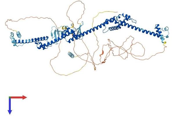 PRPF40B Protein (AA 1-870) (His tag)