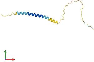 AlphaFold protein structure predicition of Mouse Recombinant Lst1 Protein, UniprotID O08843
