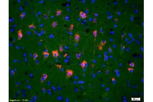 Immunofluorescence (IF) image for anti-Trafficking Protein, Kinesin Binding 1 (TRAK1) (AA 171-270) antibody (ABIN711011)