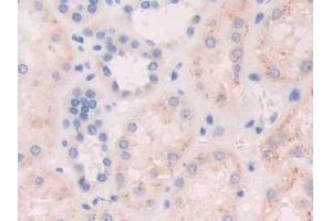 Detection of FGF19 in Human Kidney Tissue using Polyclonal Antibody to Fibroblast Growth Factor 19 (FGF19) (FGF19 抗体  (AA 4-216))