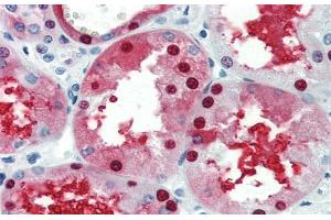 Immunohistochemistry with Human kidney lysate tissue at an antibody concentration of 5. (GATA3 抗体  (N-Term))