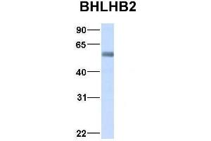 Host:  Rabbit  Target Name:  BHLHB2  Sample Type:  Human Adult Placenta  Antibody Dilution:  1. (BHLHE40 抗体  (Middle Region))