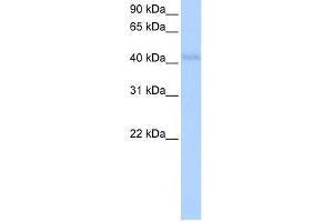 KLHDC5 antibody used at 0. (KLHDC5 抗体  (N-Term))