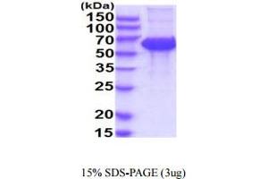 KIR2DL5A Protein (AA 22-238) (hIgG-His-tag)