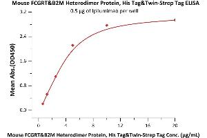 Immobilized Ipilumimab at 5 μg/mL (100 μL/well) can bind Mouse FCGRT&B2M Heterodimer Protein, His Tag&T Tag (BLI verified) (ABIN2870740,ABIN2870741) with a linear range of 0. (FcRn Protein (AA 22-297) (His tag,Strep Tag))