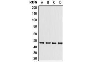 Western blot analysis of LKB1 expression in A431 (A), DLD (B), Raw264. (LKB1 抗体  (C-Term))