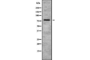 Western blot analysis of BCAM using COLO205 whole cell lysates (BCAM 抗体  (C-Term))