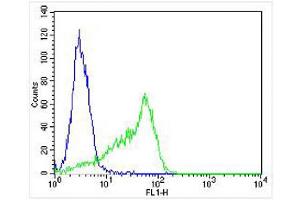 Overlay histogram showing HT-29 cells stained with Antibody (green line). (SLC16A11 抗体  (N-Term))