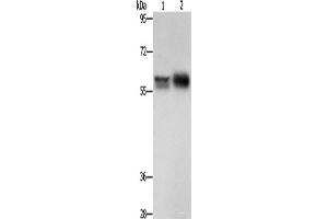 Western blot analysis of Hepg2 cells NIH/3T3 cells using ZBTB7A Polyclonal Antibody at dilution of 1:500 (ZBTB7A 抗体)