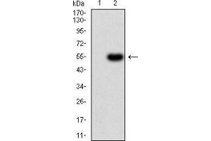 Western blot analysis using SERPINA1 mAb against HEK293 (1) and SERPINA1 (AA: 23-237)-hIgGFc transfected HEK293 (2) cell lysate. (SERPINA1 抗体  (AA 23-237))
