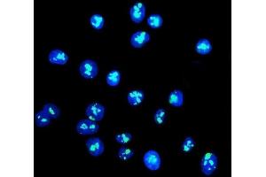 IF analysis of DDX21 using anti-DDX21 antibody (ABIN7601596). (DDX21 抗体  (AA 395-660))