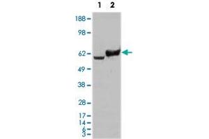 Western blot analysis using GPI monoclonal antobody, clone 1B7D7  against HEK293T cells transfected with the pCMV6-ENTRY control (1) and pCMV6-ENTRY GPI cDNA (2). (GPI 抗体)