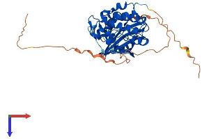 PIM2 Protein (AA 1-370) (His tag)
