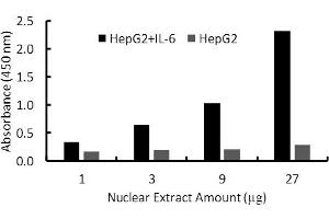 Transcription factor assay of HNF-1-alpha from nuclear extracts of HepG2 cells or HepG2 cells treated with IL-6 with HNF-1-alpha TF Activity Assay Kit. (HNF1A ELISA 试剂盒)