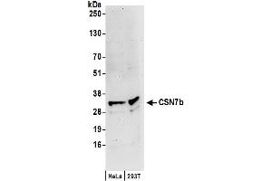 anti-COP9 Signalosome Complex Subunit 7b (COPS7B) (C-Term) antibody