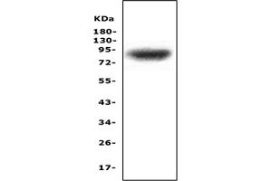 Western blot analysis of MAP3K20 using anti-MAP3K20 antibody (ABIN5692782).