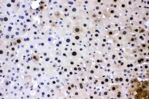 PC4 was detected in paraffin-embedded sections of mouse liver tissues using rabbit anti- PC4 Antigen Affinity purified polyclonal antibody (Catalog # ) at 1 µg/mL. (SUB1 抗体  (C-Term))