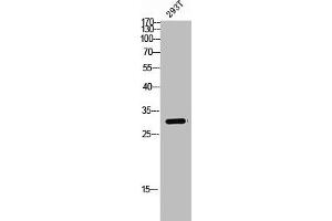 Western Blot analysis of 293T cells using Spindlin-1 Polyclonal Antibody (Spindlin 1 抗体  (Internal Region))