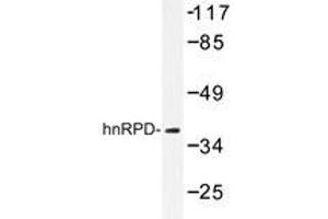 Western blot analysis of hnRPD Antibody in extracts from 293 cells. (HNRNPD/AUF1 抗体)