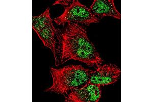 Fluorescent confocal image of Hela cell stained with MEF2C Antibody  (ABIN390244 and ABIN2840710). (MEF2C 抗体  (AA 365-394))