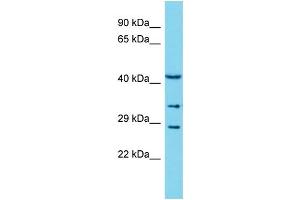 Host: Rabbit Target Name: COLEC11 Sample Type: THP-1 Whole Cell lysates Antibody Dilution: 1. (COLEC11 抗体  (N-Term))