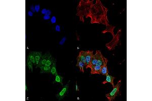 Immunocytochemistry/Immunofluorescence analysis using Mouse Anti-mGluR1/5 Monoclonal Antibody, Clone S75-33 . (Metabotropic Glutamate Receptor 5 抗体  (AA 824-1203) (APC))