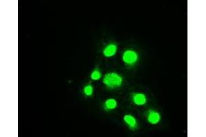 Image no. 9 for anti-Budding Uninhibited By Benzimidazoles 1 Homolog beta (Yeast) (BUB1B) antibody (ABIN1497000) (BUB1B 抗体)