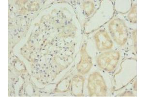 Immunohistochemistry of paraffin-embedded human kidney tissue using ABIN7143016 at dilution of 1:100 (CHIA 抗体  (AA 1-368))