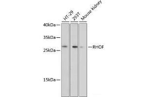 Western blot analysis of extracts of various cell lines using RHOF Polyclonal Antibody at dilution of 1:3000. (RhoF 抗体)