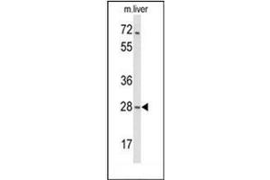 Western blot analysis of MOB2 / HCCA2 Antibody (N-term) in mouse liver tissue lysates (35ug/lane). (MOB2 抗体  (N-Term))